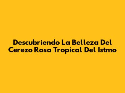 Descubriendo La Belleza Del Cerezo Rosa Tropical Del Istmo
