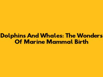 Dolphins And Whales: The Wonders Of Marine Mammal Birth