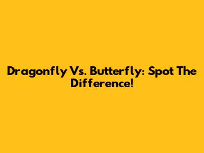 Dragonfly Vs. Butterfly: Spot The Difference!