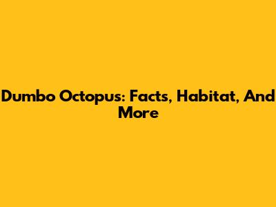 Dumbo Octopus: Facts, Habitat, And More