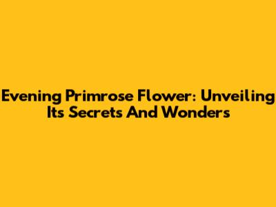 Evening Primrose Flower: Unveiling Its Secrets And Wonders