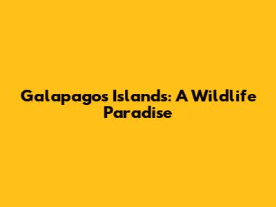 Galapagos Islands: A Wildlife Paradise
