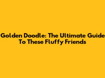Golden Doodle: The Ultimate Guide To These Fluffy Friends