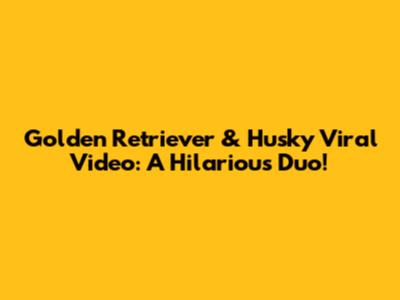 Golden Retriever & Husky Viral Video: A Hilarious Duo!