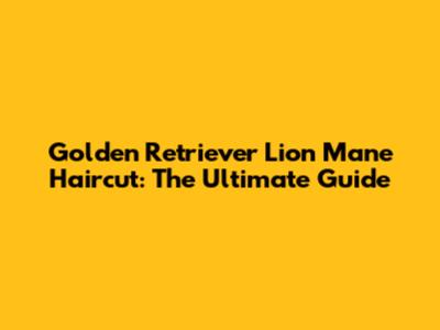 Golden Retriever Lion Mane Haircut: The Ultimate Guide