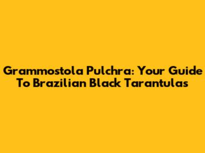 Grammostola Pulchra: Your Guide To Brazilian Black Tarantulas