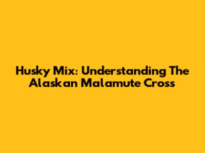 Husky Mix: Understanding The Alaskan Malamute Cross