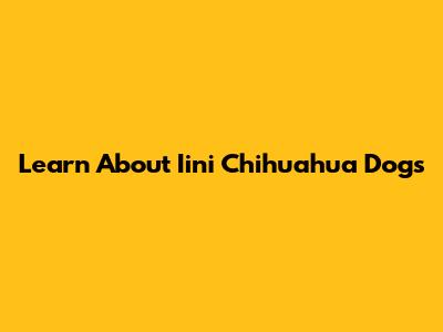 Learn About Iini Chihuahua Dogs