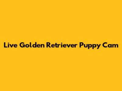 Live Golden Retriever Puppy Cam
