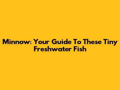 Minnow: Your Guide To These Tiny Freshwater Fish