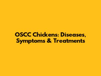 OSCC Chickens: Diseases, Symptoms & Treatments
