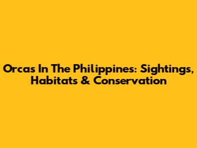Orcas In The Philippines: Sightings, Habitats & Conservation