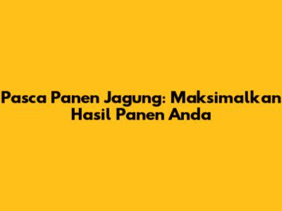 Pasca Panen Jagung: Maksimalkan Hasil Panen Anda