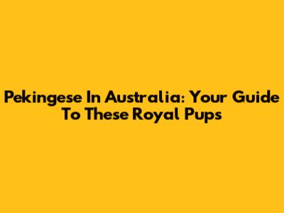 Pekingese In Australia: Your Guide To These Royal Pups