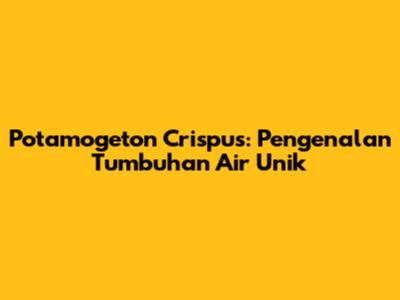 Potamogeton Crispus: Pengenalan Tumbuhan Air Unik