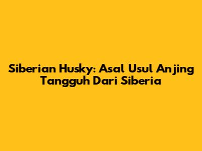 Siberian Husky: Asal Usul Anjing Tangguh Dari Siberia