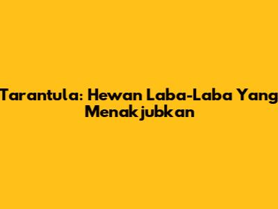 Tarantula: Hewan Laba-Laba Yang Menakjubkan