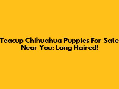 Teacup Chihuahua Puppies For Sale Near You: Long Haired!