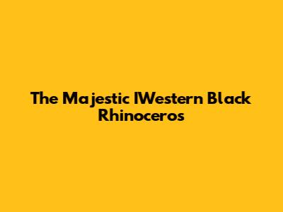 The Majestic IWestern Black Rhinoceros