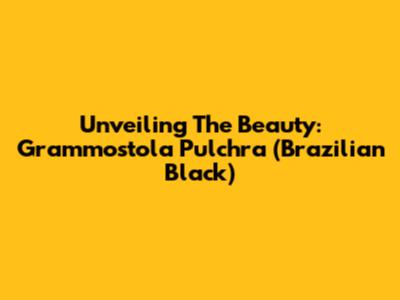 Unveiling The Beauty: Grammostola Pulchra (Brazilian Black)