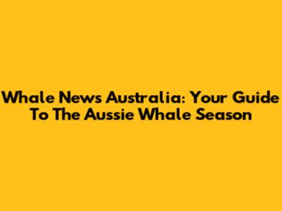 Whale News Australia: Your Guide To The Aussie Whale Season