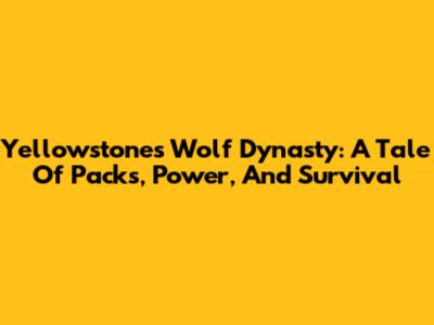 Yellowstone's Wolf Dynasty: A Tale Of Packs, Power, And Survival